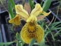 Tavi növények - Iris pseudacorus Tiger Brother